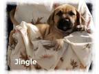 Adopt Jingle a Golden Retriever, Mastiff