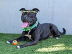 Adopt PLUTUS a Pit Bull Terrier