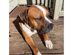 Adopt Norman a Boxer