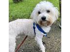 Adopt Marty McFly a Havanese