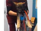 Adopt A682964 a German Shepherd Dog