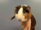 Adopt MUSHROOM a Guinea Pig