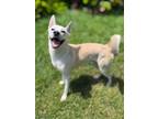 Adopt PRINCE a German Shepherd Dog, Siberian Husky