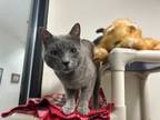 Adopt BLUE a Domestic Short Hair