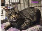 Adopt James a Tabby, Abyssinian
