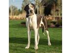 Adopt Kingston a Great Dane