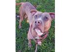Adopt MICAH a American Staffordshire Terrier