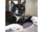 Adopt Sweet Pea a Domestic Short Hair