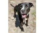 Adopt JAZZ a Mixed Breed