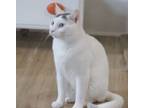 Adopt William a Turkish Van