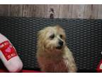 Adopt Scruffy a Terrier, Mixed Breed