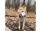 Adopt Cash a Husky