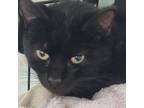 Adopt Paladin a Domestic Short Hair