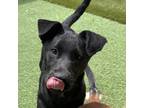 Adopt Colby a Labrador Retriever, Terrier