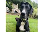 Adopt Scoobie a Great Dane