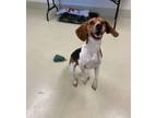 Adopt Arlo a Beagle