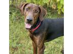 Adopt Roscoe a Doberman Pinscher, Mountain Cur