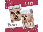 Adopt Romeo a Cattle Dog, Hound