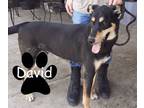 Adopt David a Australian Kelpie, Doberman Pinscher