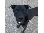 Adopt MERIT a Pit Bull Terrier, Mixed Breed