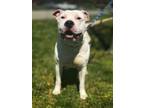 Adopt Breeze a Pit Bull Terrier, Mixed Breed