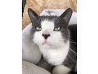 Adopt MARVIN - ADOPTED ! a Domestic Short Hair
