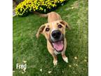 Adopt Fred a Rhodesian Ridgeback, Black Mouth Cur