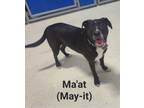 Adopt Ma-at (pronounced May-It) a Black Labrador Retriever