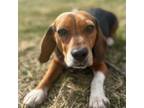 Adopt Brooks Warren a Beagle