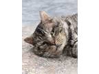 Adopt JOWLY OLD ST. NICK a Domestic Short Hair