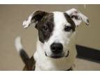 Adopt Jax a Staffordshire Bull Terrier, Labrador Retriever