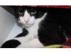 Adopt Lance a Domestic Short Hair