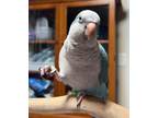 Adopt Marino a Quaker Parakeet