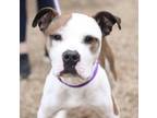 Adopt Soy Bean a American Staffordshire Terrier