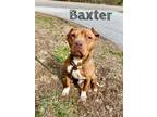 Adopt Baxter a American Staffordshire Terrier