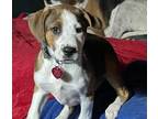 Adopt Presley a Australian Shepherd, Hound