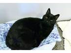 Adopt Freddy a Domestic Short Hair