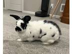 Adopt Ravioli (fostered in Papillion) a Bunny Rabbit