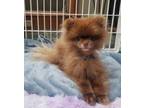 Adopt Teddy-4lbs a Pomeranian