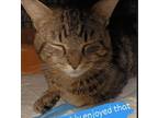 Adopt Hoover a Tabby