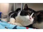 Adopt Handsome Hector a Domestic Short Hair
