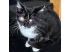 Adopt Lux - mostly blind a Domestic Short Hair