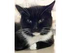 Adopt Wellsley a Domestic Short Hair