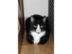 Adopt Georgie a Domestic Short Hair