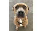 Adopt Hendrix AVAILABLE a Pit Bull Terrier