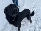 Adopt Coming Soon!!! - Watson a Black Labrador Retriever