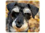 Adopt Rocky-Has Been Adopted a Schnauzer