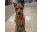 Adopt Bocelli a Shar-Pei