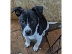 Adopt Logan Katie a Pit Bull Terrier, Staffordshire Bull Terrier