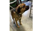 Adopt Draco a Bullmastiff, Pit Bull Terrier